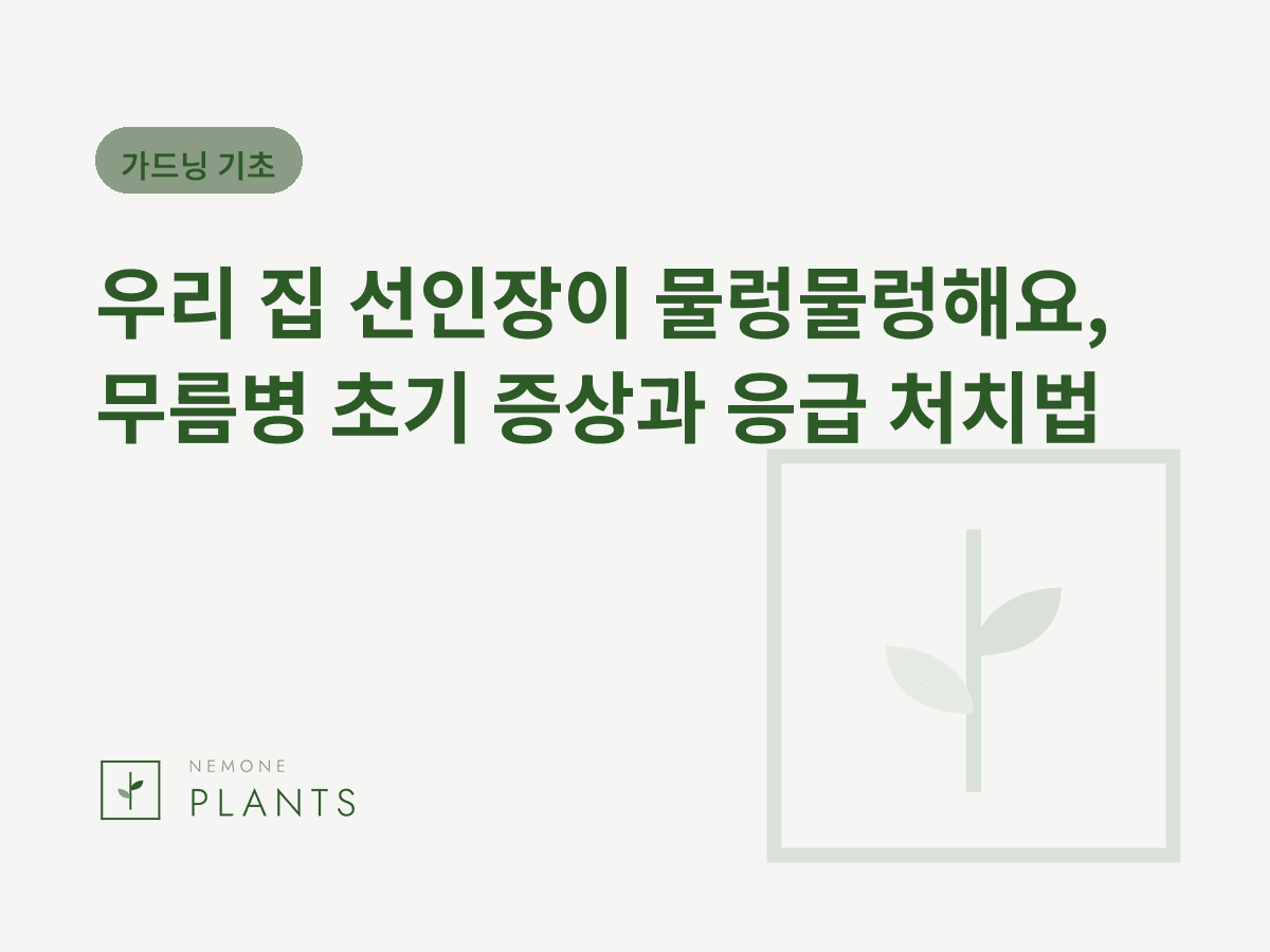 우리 집 선인장이 물렁물렁해요, 무름병 초기 증상과 응급 처치법