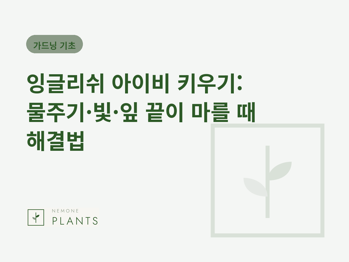 잉글리쉬 아이비 키우기: 물주기·빛·잎 끝이 마를 때 해결법