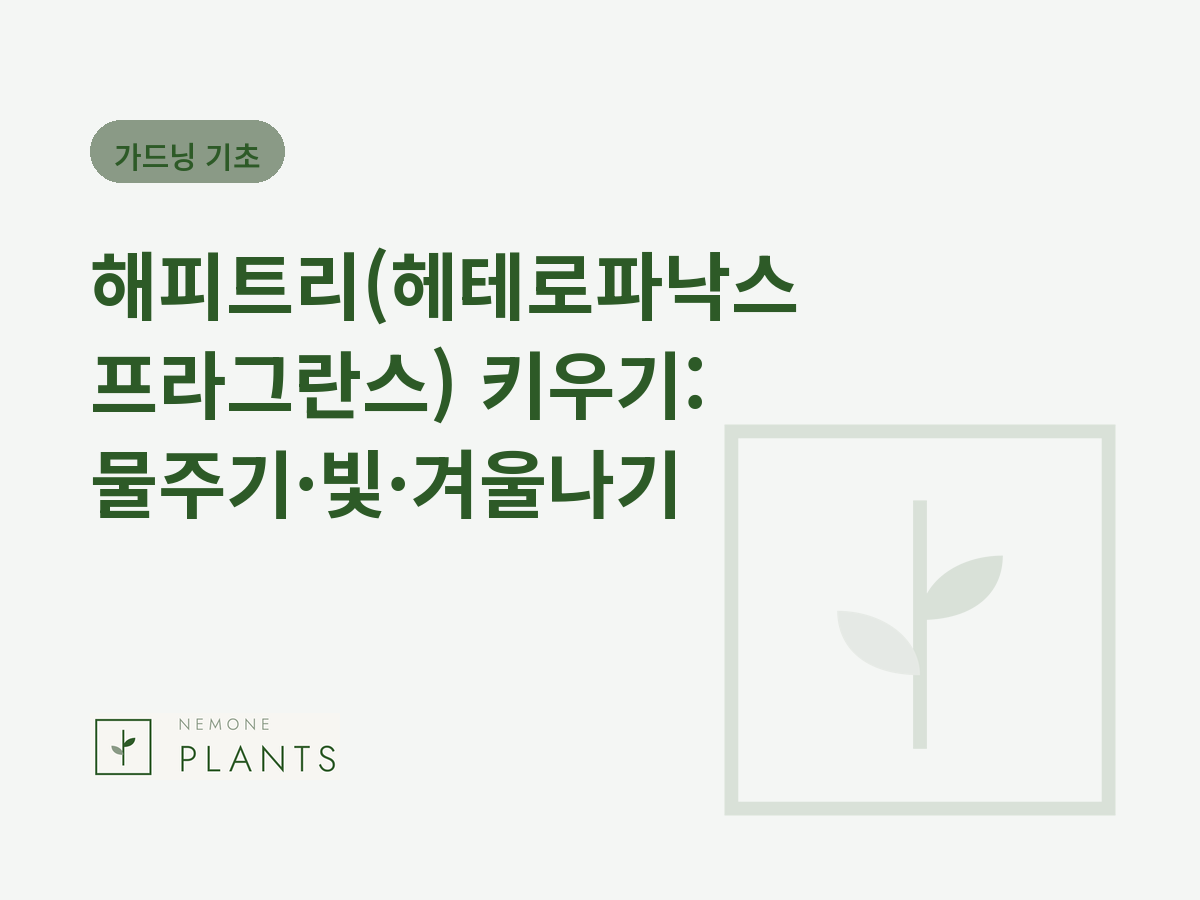 해피트리(헤테로파낙스 프라그란스) 키우기: 물주기·빛·겨울나기