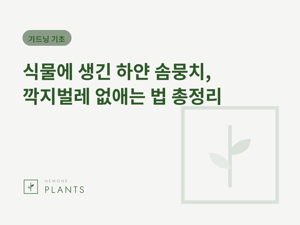 식물에 생긴 하얀 솜뭉치, 깍지벌레 없애는 법 총정리