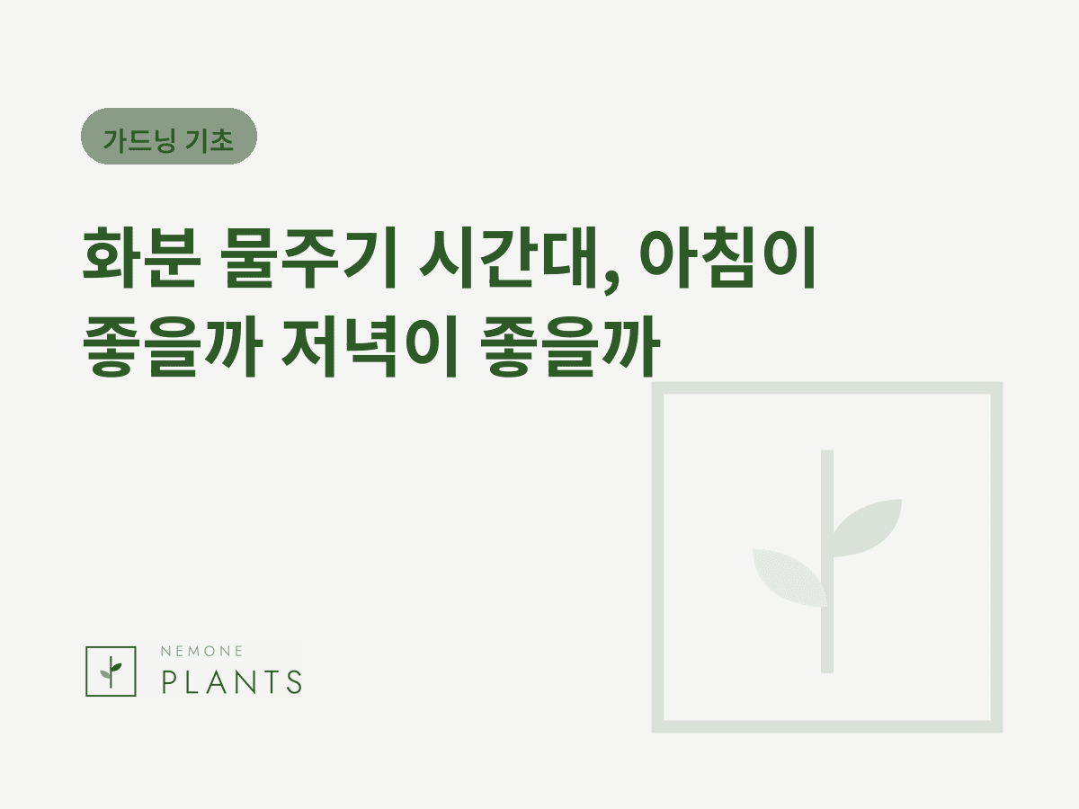 화분 물주기 시간대, 아침이 좋을까 저녁이 좋을까