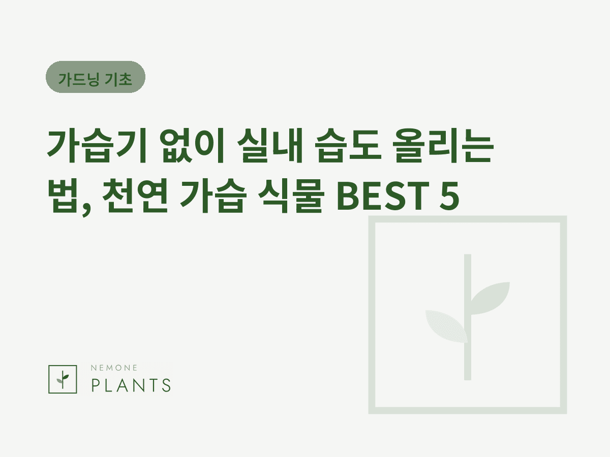 가습기 없이 실내 습도 올리는 법, 천연 가습 식물 BEST 5