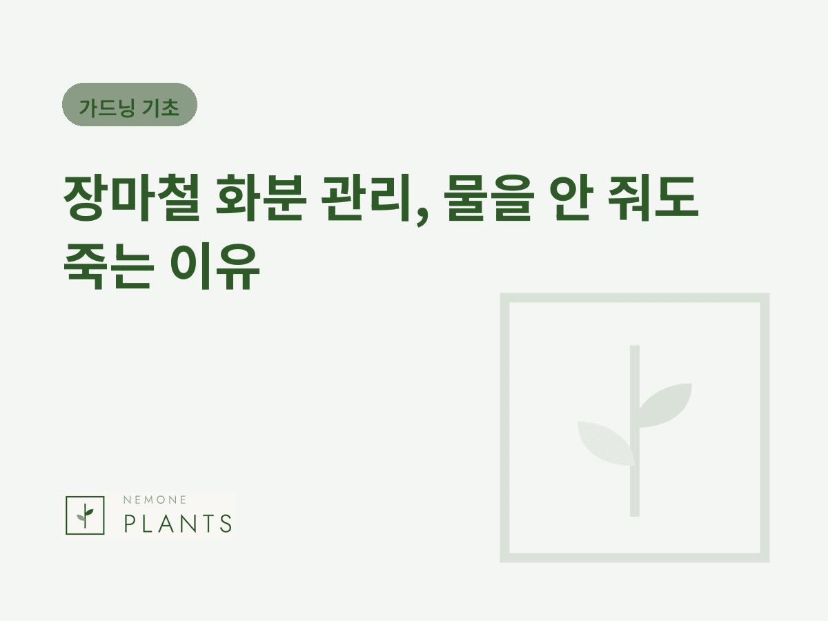 장마철 화분 관리, 물을 안 줘도 죽는 이유
