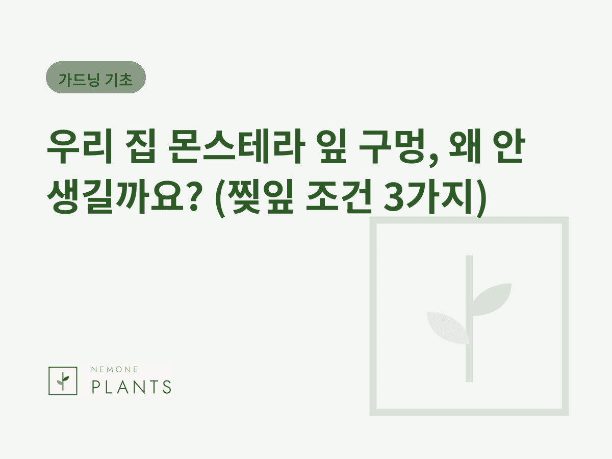우리 집 몬스테라 잎 구멍, 왜 안 생길까요? (찢잎 조건 3가지)
