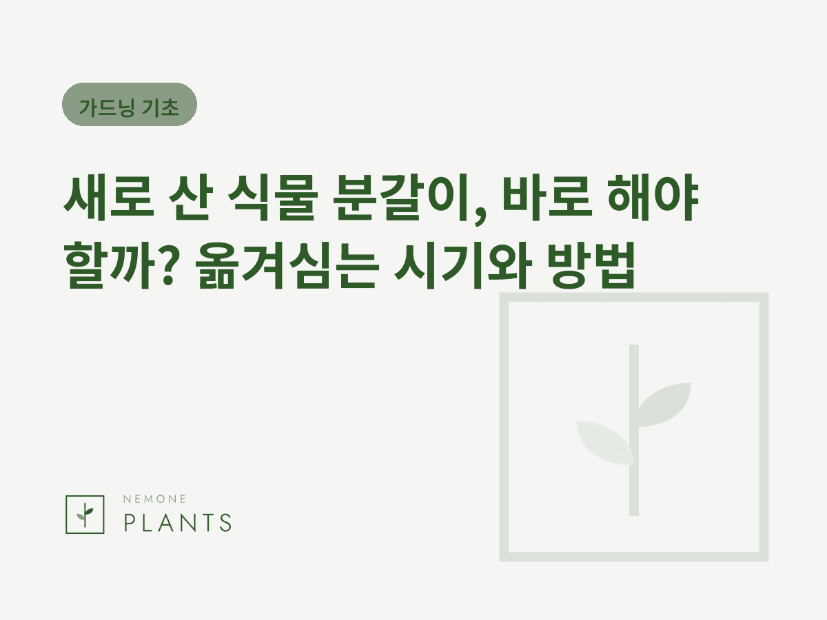 새로 산 식물 분갈이, 바로 해야 할까? 옮겨심는 시기와 방법