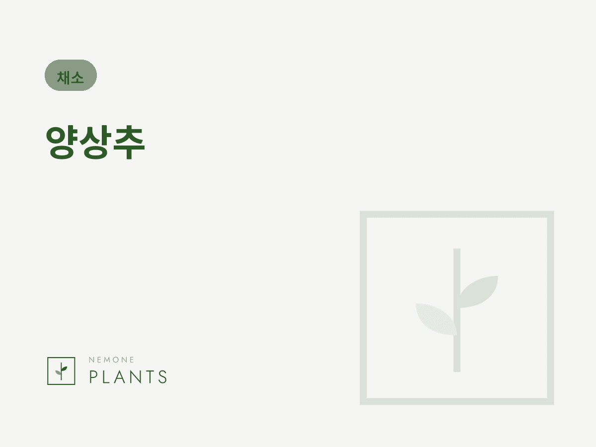 양상추