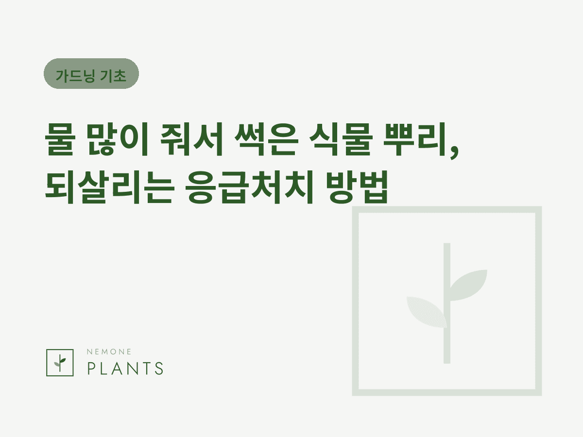 물 많이 줘서 썩은 식물 뿌리, 되살리는 응급처치 방법