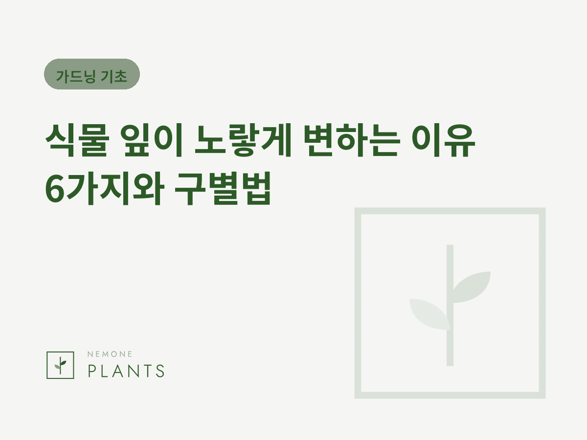 식물 잎이 노랗게 변하는 이유 6가지와 구별법