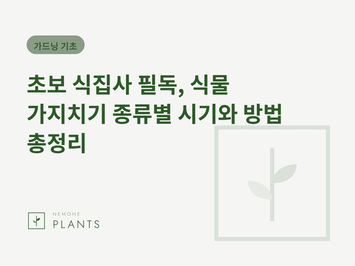 초보 식집사 필독, 식물 가지치기 종류별 시기와 방법 총정리