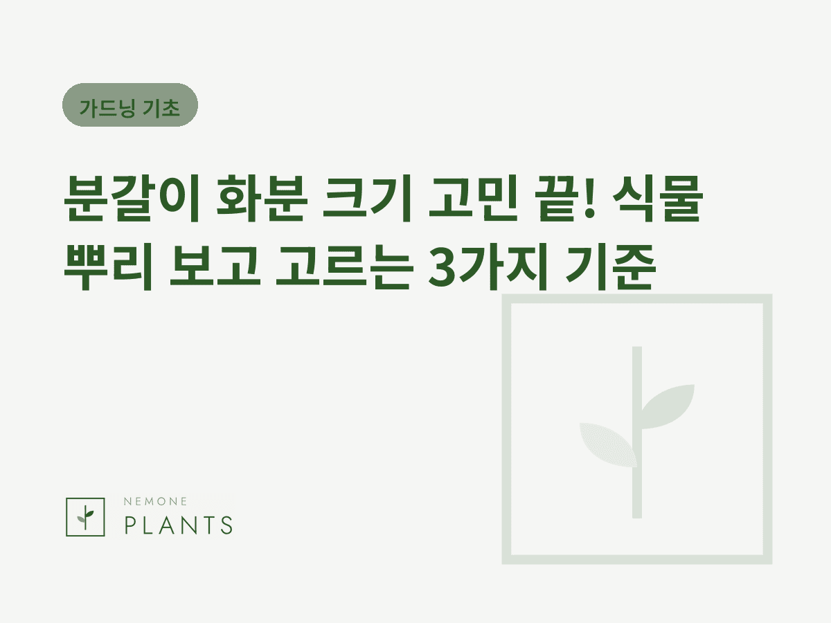 분갈이 화분 크기 고민 끝! 식물 뿌리 보고 고르는 3가지 기준