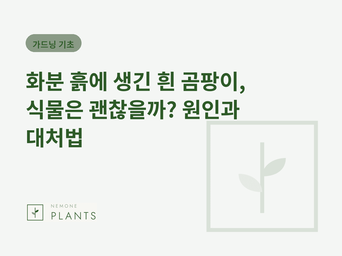 화분 흙에 생긴 흰 곰팡이, 식물은 괜찮을까? 원인과 대처법