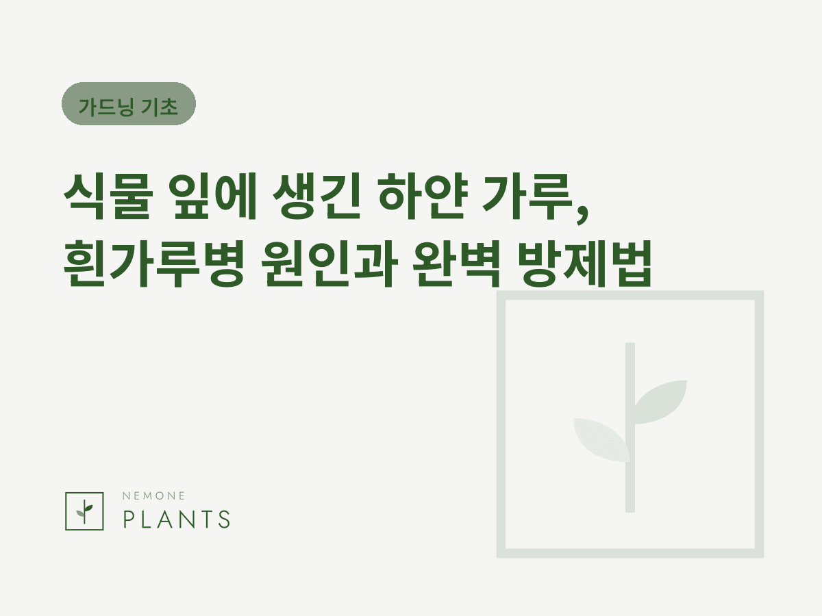 식물 잎에 생긴 하얀 가루, 흰가루병 원인과 완벽 방제법