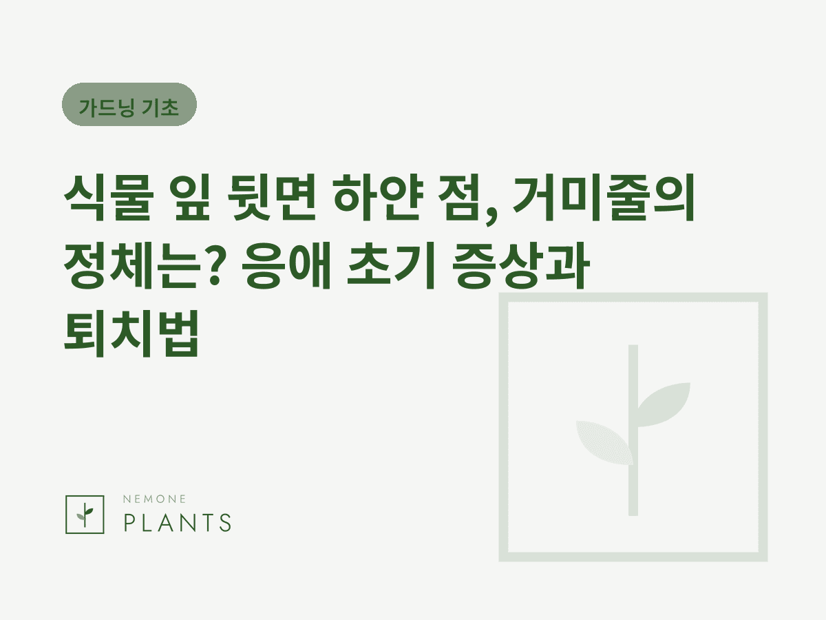 식물 잎 뒷면 하얀 점, 거미줄의 정체는? 응애 초기 증상과 퇴치법