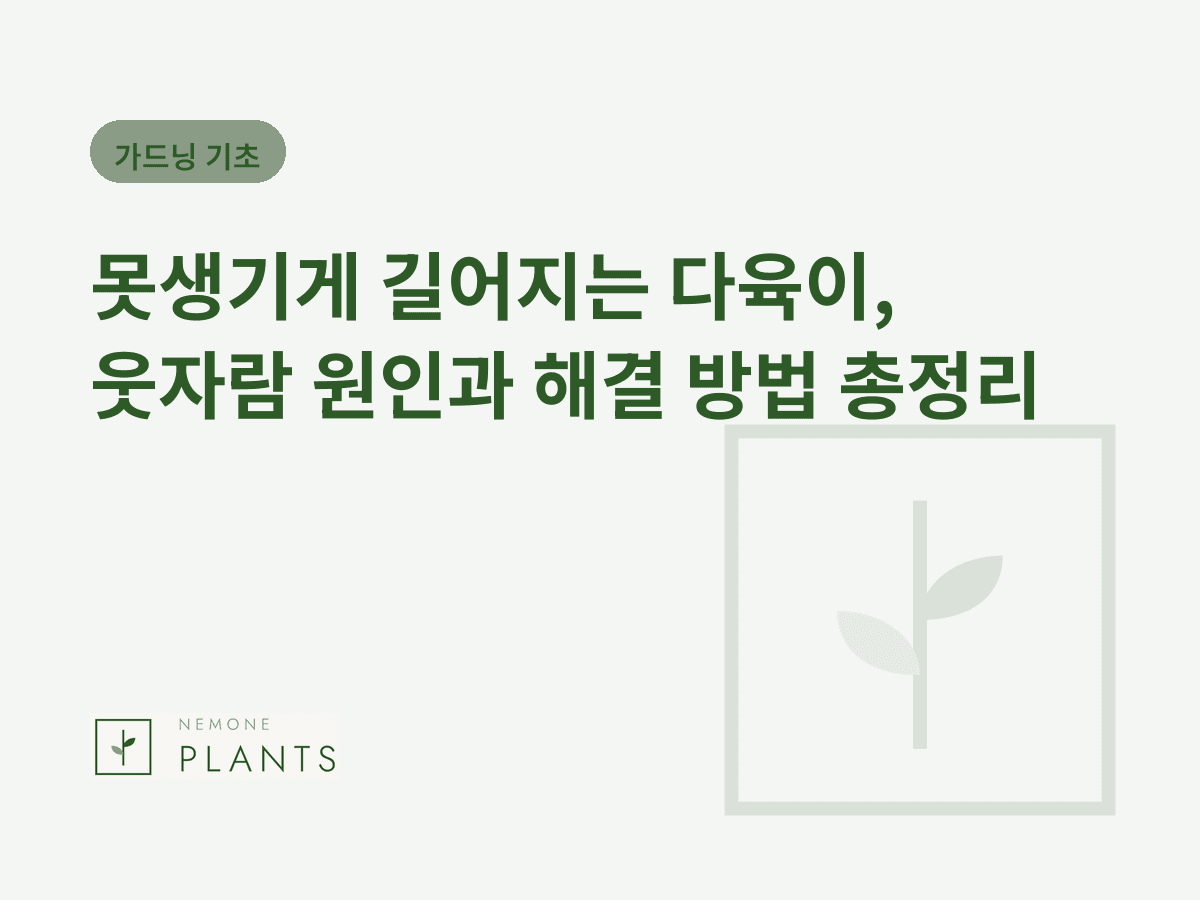 못생기게 길어지는 다육이, 웃자람 원인과 해결 방법 총정리