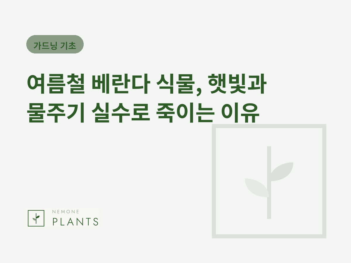 여름철 베란다 식물, 햇빛과 물주기 실수로 죽이는 이유