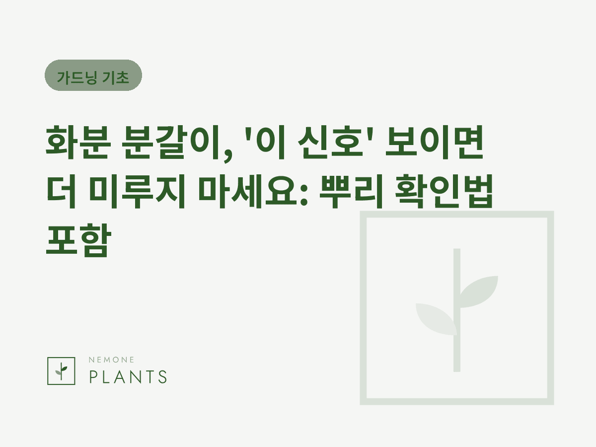 화분 분갈이, '이 신호' 보이면 더 미루지 마세요: 뿌리 확인법 포함