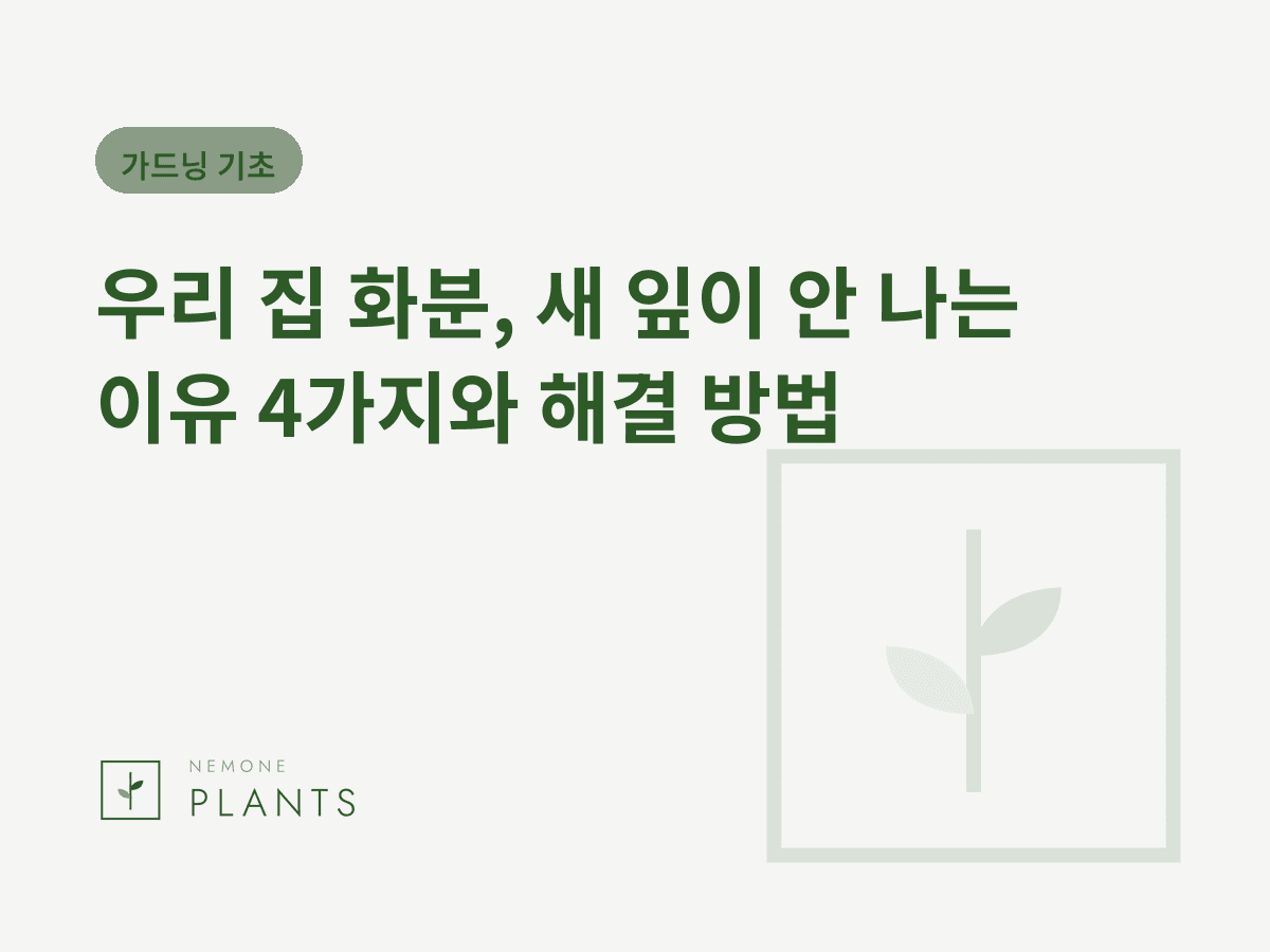 우리 집 화분, 새 잎이 안 나는 이유 4가지와 해결 방법