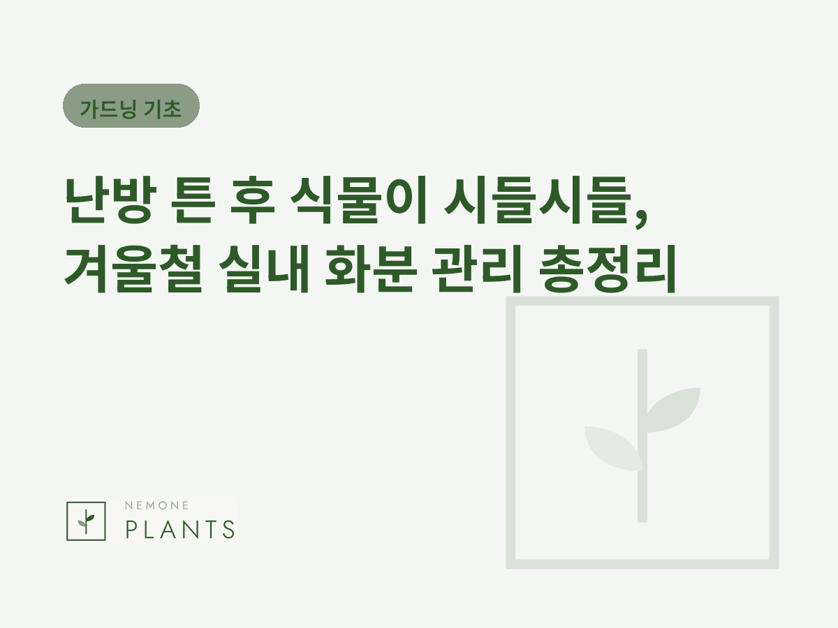 난방 튼 후 식물이 시들시들, 겨울철 실내 화분 관리 총정리