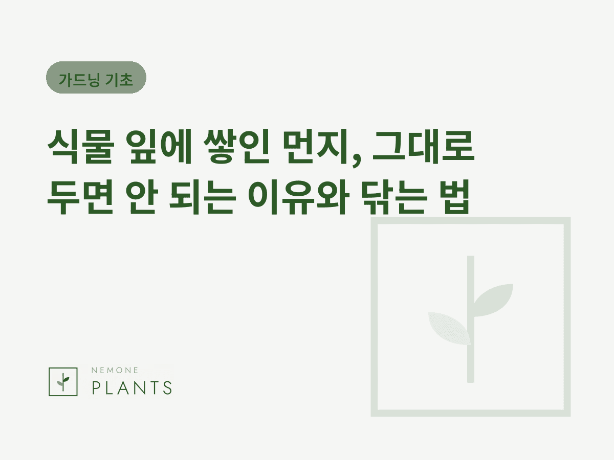 식물 잎에 쌓인 먼지, 그대로 두면 안 되는 이유와 닦는 법