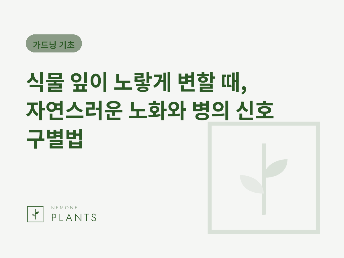 식물 잎이 노랗게 변할 때, 자연스러운 노화와 병의 신호 구별법