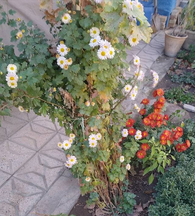 국화