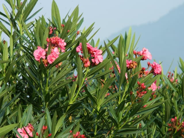 협죽도