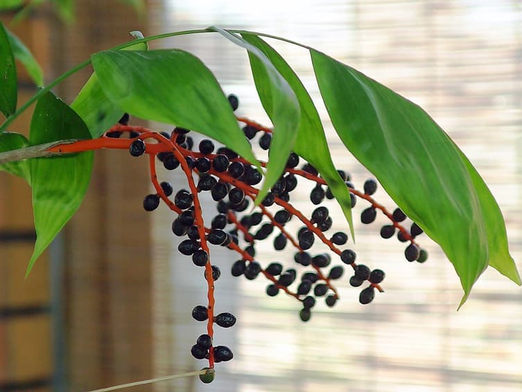 테이블야자