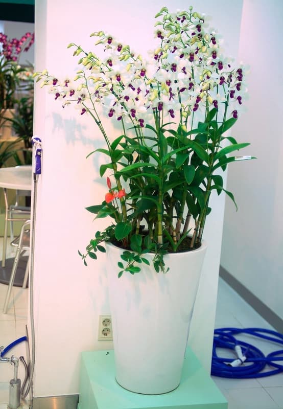 덴파레