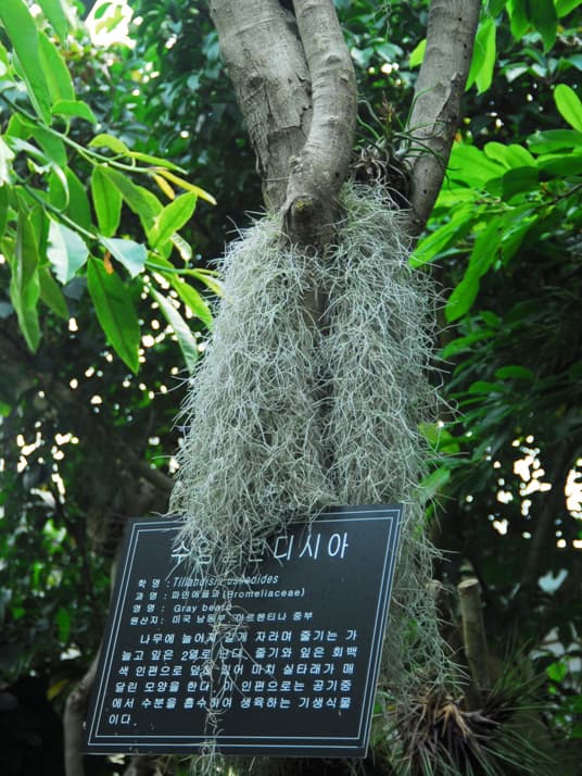 수염 틸란드시아