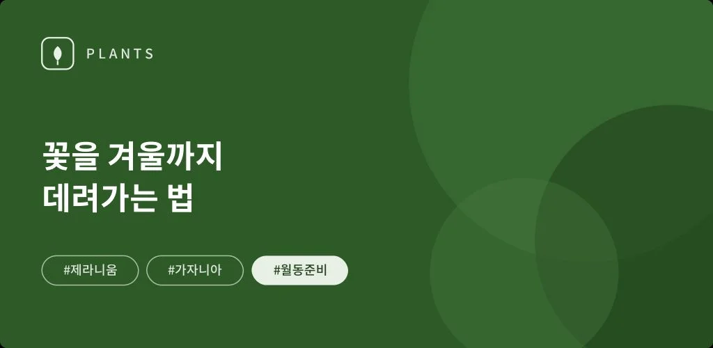 꽃을 겨울까지 데려가는 법, 제라니움과 가자니아