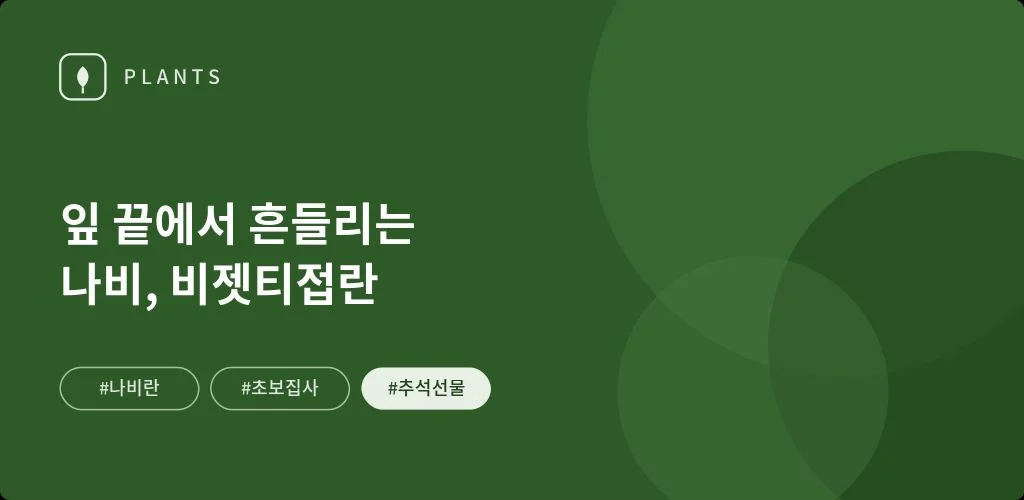 비젯티접란, 잎 끝에서 흔들리는 나비 한 마리