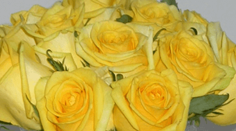 노란색계열 꽃의 효과