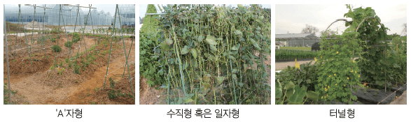 도시농업 농자재 정보_지주세우기와 유인하기