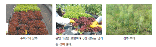 상추