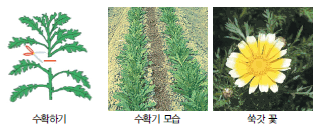쑥갓