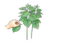 잎들깨