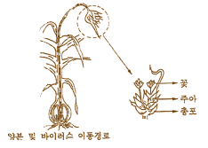 마늘