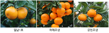 가정에서 온주밀감 기르기