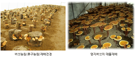 버섯을 이용한 텃밭가꾸기