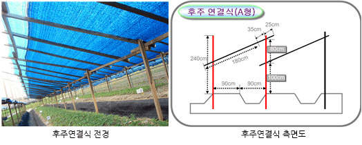 인삼을 이용한 텃밭가꾸기