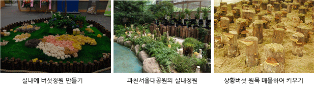 버섯을 이용한 분재, 정원만들기