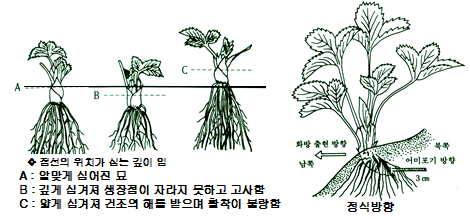 딸기 텃밭가꾸기