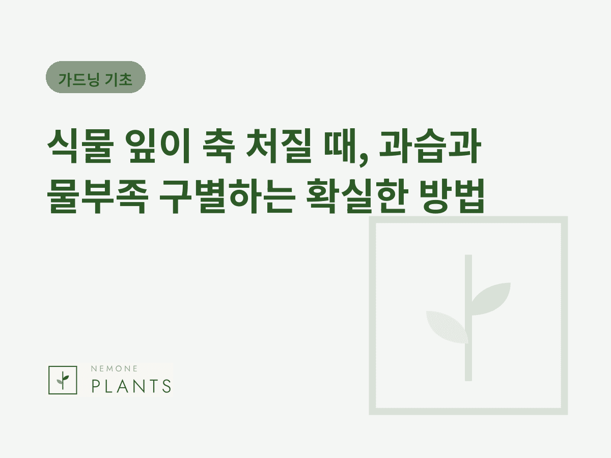 식물 잎이 축 처질 때, 과습과 물부족 구별하는 확실한 방법