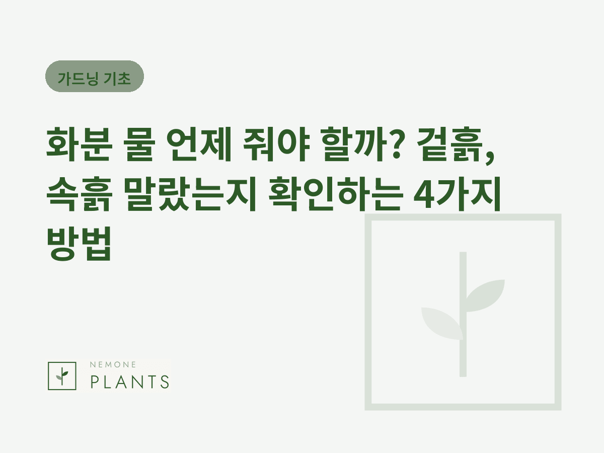 화분 물 언제 줘야 할까? 겉흙, 속흙 말랐는지 확인하는 4가지 방법