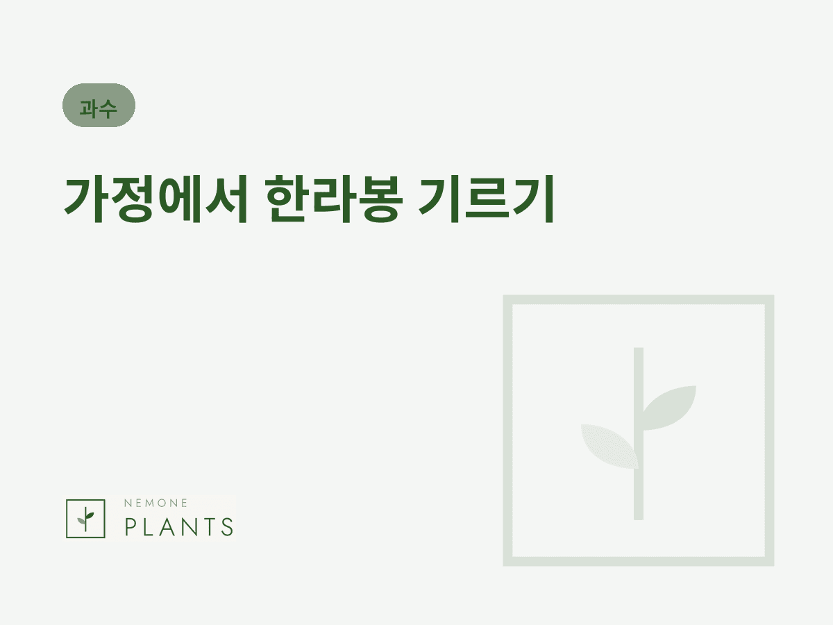 가정에서 한라봉 기르기