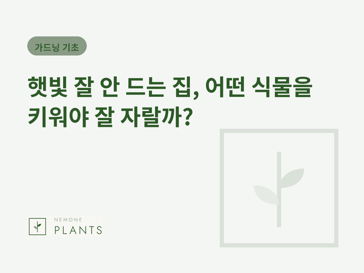 햇빛 잘 안 드는 집, 어떤 식물을 키워야 잘 자랄까?