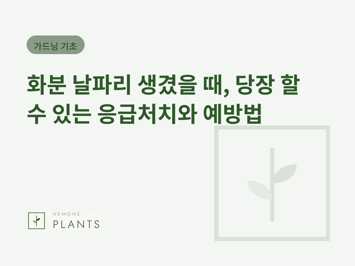 화분 날파리 생겼을 때, 당장 할 수 있는 응급처치와 예방법
