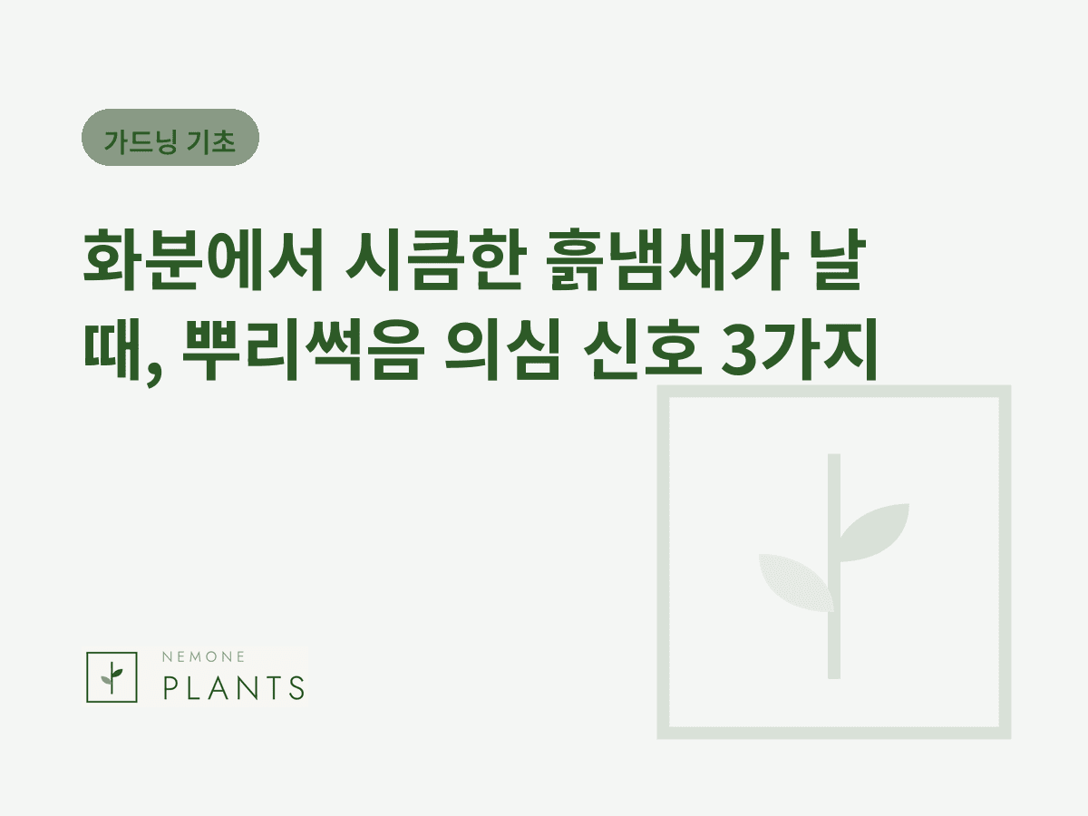 화분에서 시큼한 흙냄새가 날 때, 뿌리썩음 의심 신호 3가지