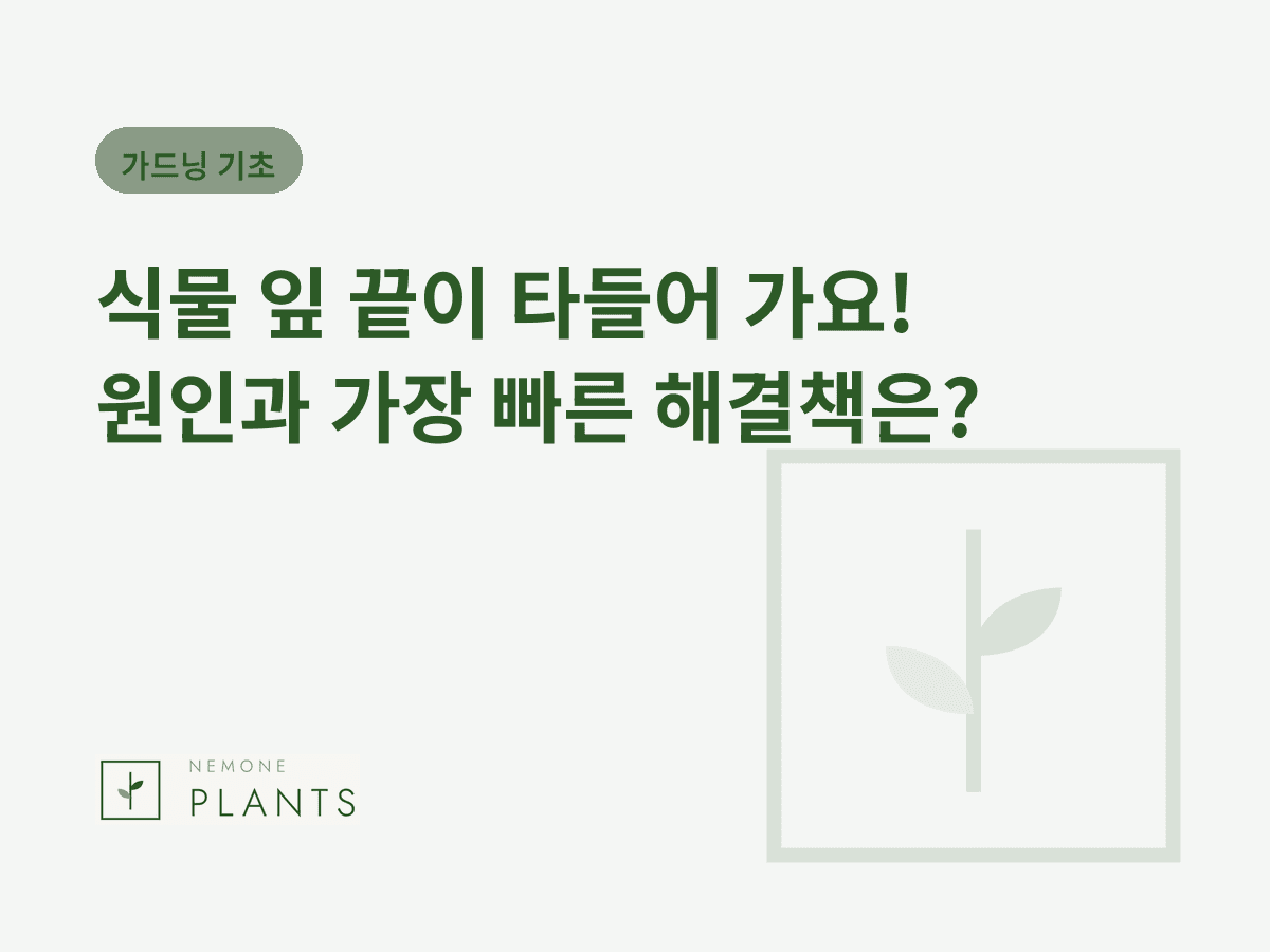 식물 잎 끝이 타들어 가요! 원인과 가장 빠른 해결책은?