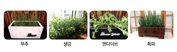 베란다 텃밭에서 잘 자라지 못하는 식물은?